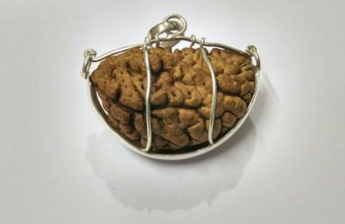 1 Mukhi Rudraksh