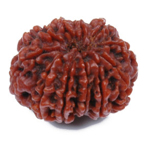 11 Mukhi Rudraksh