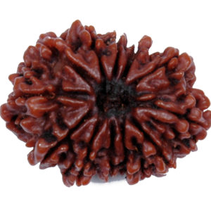 12 Mukhi Rudraksh