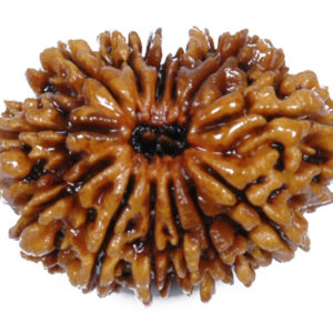 13 Mukhi Rudraksh