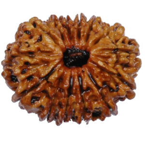 14 Mukhi Rudraksh