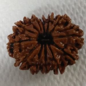 14 Mukhi Rudraksh