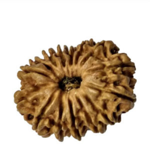 15 Mukhi Rudraksh