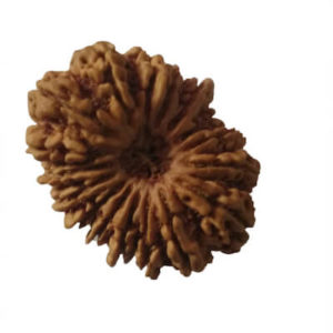 17 Mukhi Rudraksh