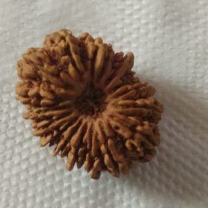 Victory Combination ( 16 +11+10 Mukhi Rudraksh)