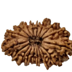 17 Mukhi Rudraksh