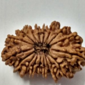 17 Mukhi Rudraksh