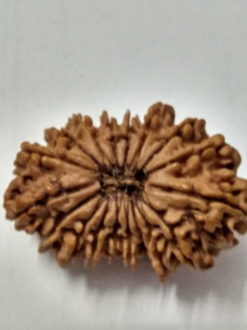 17 Mukhi Rudraksh