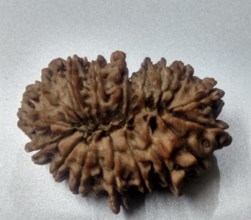 18 mukhi rudraksh