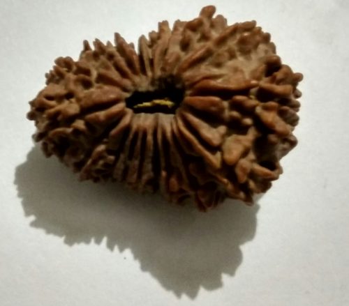 18 mukhi rudraksh