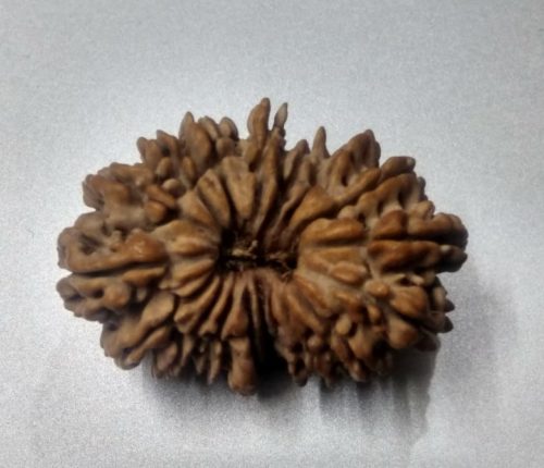 18 mukhi rudraksh