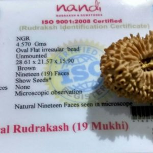 19 Mukhi Rudraksh