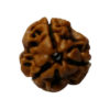 3mukhi nepali rudraksh