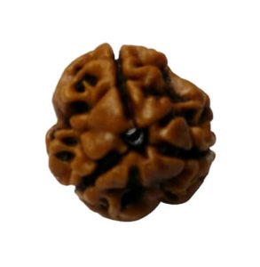 3mukhi nepali rudraksh