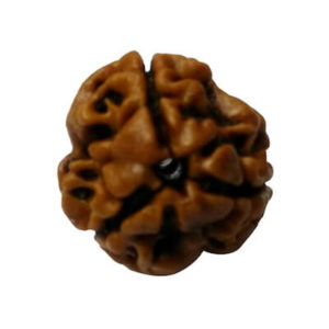 3 Mukhi Rudraksh