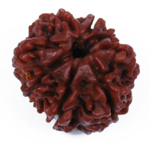 8 Mukhi Rudraksh