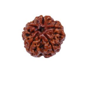 5 Mukhi Rudraksh