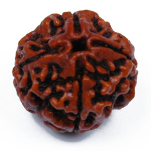 4 Mukhi Rudraksh