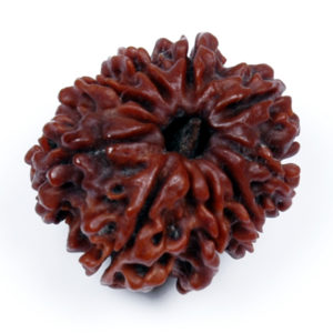 9 Mukhi Rudraksh