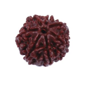 7 Mukhi Rudraksh