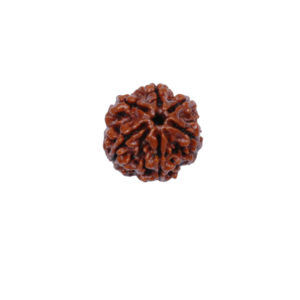 6 Mukhi Rudraksh