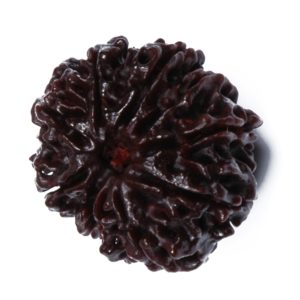 10 Mukhi Rudraksh