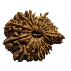 20 Mukhi Rudraksh