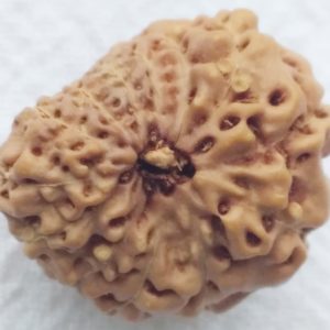 13 Mukhi Rudraksh Indonesian