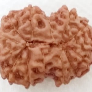 14 Mukhi Gauri Shankar Indonesian Rudraksh