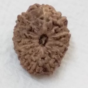 14 Mukhi Indonesian