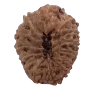 14 Mukhi Indonesian