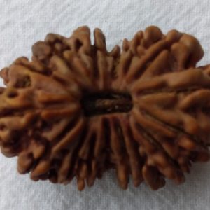 16 Mukhi Rudraksh