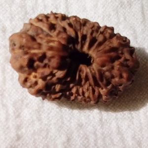 16 Mukhi Rudraksh Indonesian