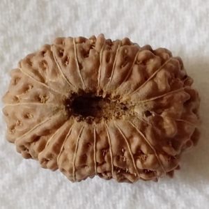 18 Mukhi Indonesian Rudraksh