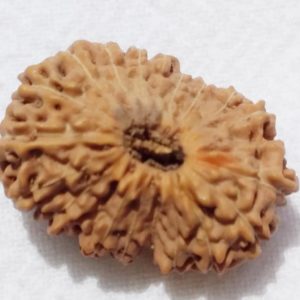 19 Mukhi Indonesian Rudraksh