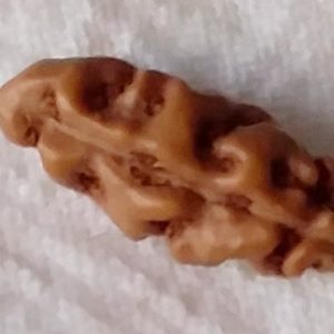 1 Mukhi Rudraksh Indonesian