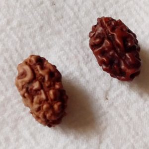 2 Mukhi Rudraksh Indonesian